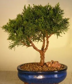 Servi am bonsai japon aac bitkisi  Diyarbakr 14 ubat sevgililer gn iek 