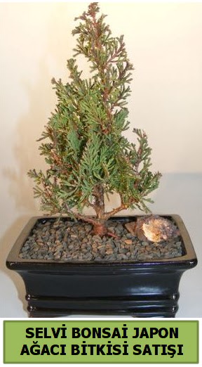 Selvi am japon aac bitkisi bonsai  Diyarbakr hediye sevgilime hediye iek 