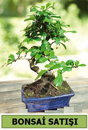 am bonsai japon aac sat  Diyarbakr iek online iek siparii 