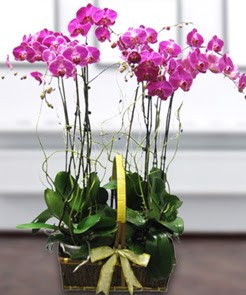 7 dall mor lila orkide  Diyarbakr uluslararas iek gnderme 