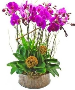 Ahap ktkte lila mor orkide 8 li  Diyarbakr online ieki , iek siparii 