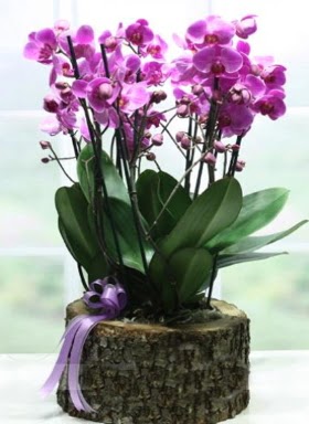 Ktk ierisinde 6 dall mor orkide  Diyarbakr iek maazas , ieki adresleri 