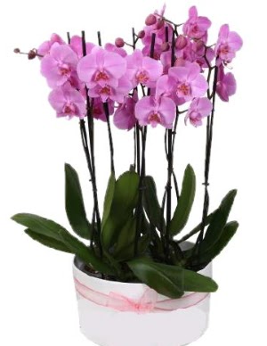 Beyaz seramik ierisinde 7 dall mor orkide  Diyarbakr hediye sevgilime hediye iek 