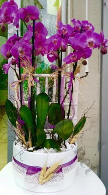 Seramik vazoda 4 dall mor lila orkide  Diyarbakr iek yolla 