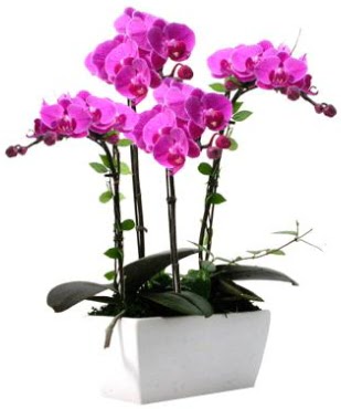 Seramik vazo ierisinde 4 dall mor orkide  Diyarbakr iek online iek siparii 