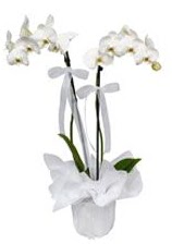 2 dall beyaz orkide  Diyarbakr internetten iek siparii 