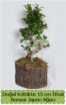 Doal ktkte thal bonsai japon aac  Diyarbakr anneler gn iek yolla 