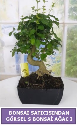 S dal erilii bonsai japon aac  Diyarbakr iek online iek siparii 