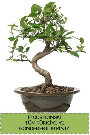 Ficus bonsai  Diyarbakr uluslararas iek gnderme 