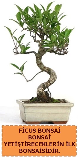 Ficus bonsai 15 ile 25 cm arasndadr  Diyarbakr 14 ubat sevgililer gn iek 