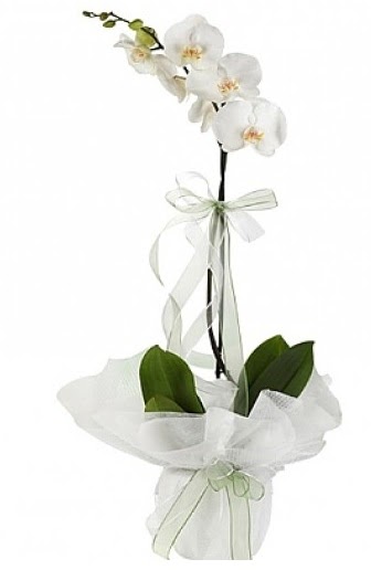 Tekli Beyaz Orkide  Diyarbakr kaliteli taze ve ucuz iekler 