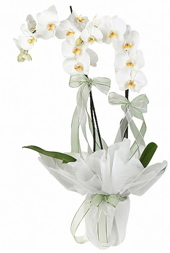 ift Dall Beyaz Orkide  Diyarbakr ucuz iek gnder 