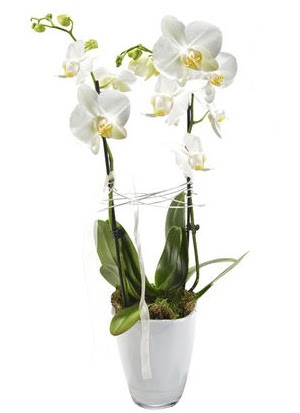 2 dall beyaz seramik beyaz orkide sakss  Diyarbakr uluslararas iek gnderme 