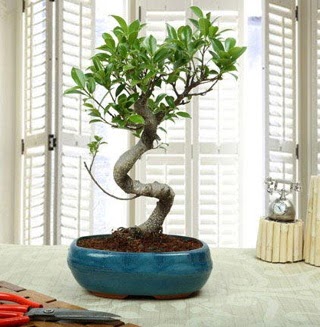 Amazing Bonsai Ficus S thal  Diyarbakr nternetten iek siparii 