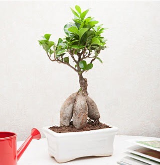 Exotic Ficus Bonsai ginseng  Diyarbakr iek siparii sitesi 