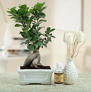 Ginseng ficus bonsai  Diyarbakr iek yolla , iek gnder , ieki  