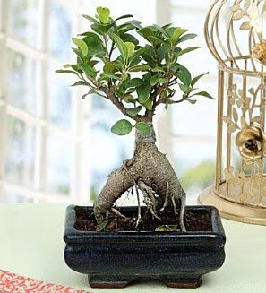 Appealing Ficus Ginseng Bonsai  Diyarbakr ucuz iek gnder 