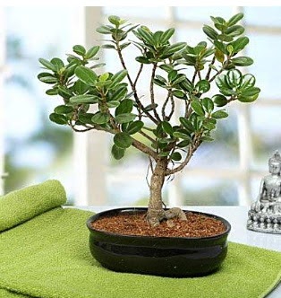 Lovely Ficus Iceland Bonsai  Diyarbakr ucuz iek gnder 