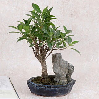 Japon aac Evergreen Ficus Bonsai  Diyarbakr uluslararas iek gnderme 