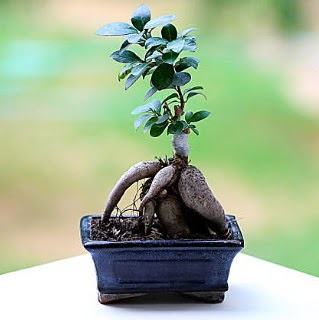 Marvellous Ficus Microcarpa ginseng bonsai  Diyarbakr iek gnderme sitemiz gvenlidir 
