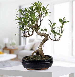 Gorgeous Ficus S shaped japon bonsai  Diyarbakr iek siparii vermek 