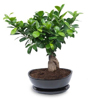 Ginseng bonsai aac zel ithal rn  Diyarbakr online ieki , iek siparii 