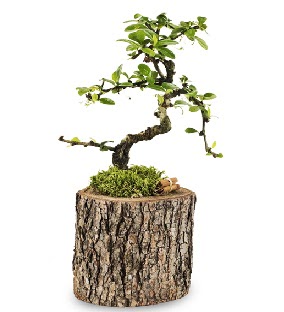 Doal ktkte S bonsai aac  Diyarbakr iek online iek siparii 