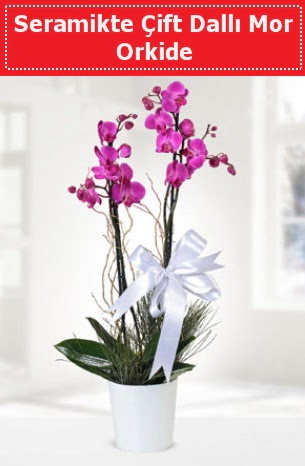 Seramikte Çift Dallı Mor Orkide  Diyarbakır ucuz çiçek gönder 