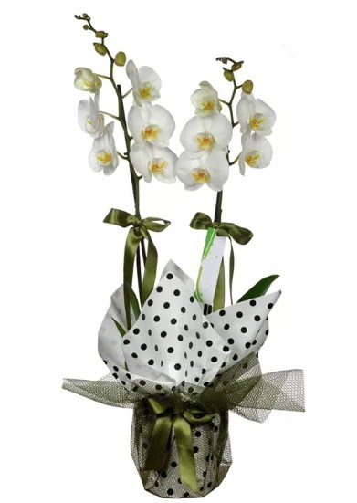 ift Dall Beyaz Orkide  Diyarbakr iek , ieki , iekilik 