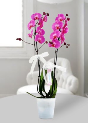 Çift dallı mor orkide  Diyarbakır çiçek yolla , çiçek gönder , çiçekçi  