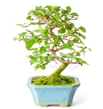 S zerkova bonsai ksa sreliine  Diyarbakr cicekciler , cicek siparisi 