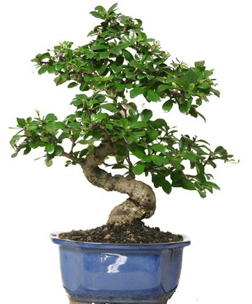 21 ile 25 cm arası özel S bonsai japon ağacı  Diyarbakır hediye sevgilime hediye çiçek 