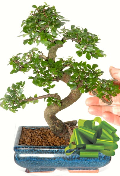 Yaklak 25 cm boyutlarnda S bonsai  Diyarbakr yurtii ve yurtd iek siparii 