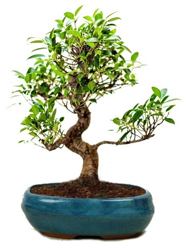 25 cm ile 30 cm aralığında Ficus S bonsai  Diyarbakır uluslararası çiçek gönderme 