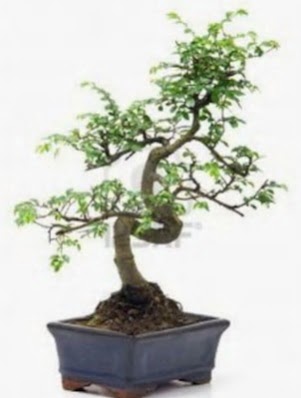 S gvde bonsai minyatr aa japon aac  Diyarbakr iek online iek siparii 