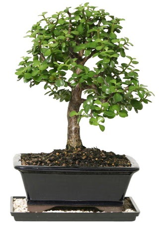 15 cm civar Zerkova bonsai bitkisi  Diyarbakr yurtii ve yurtd iek siparii 