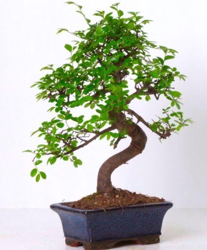 S gvdeli bonsai minyatr aa japon aac  Diyarbakr uluslararas iek gnderme 