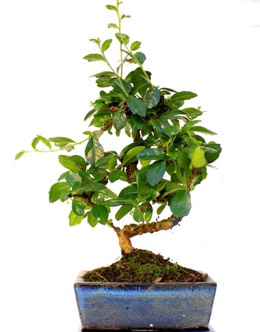 S gvdeli carmina bonsai aac  Diyarbakr 14 ubat sevgililer gn iek  Minyatr aa