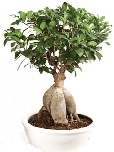 Ginseng bonsai japon aac ficus ginseng  Diyarbakr cicekciler , cicek siparisi 