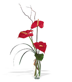  Diyarbakır yurtiçi ve yurtdışı çiçek siparişi  cam yada mika Vazoda 3 adet  antoryum