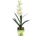 Özel Yapay Orkide Beyaz   Diyarbakır online çiçek gönderme sipariş 