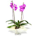  Diyarbakır çiçek online çiçek siparişi  Cam yada mika vazo içerisinde  1 kök orkide