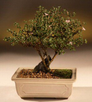 ithal bonsai saksi çiçegi  Diyarbakır internetten çiçek satışı 