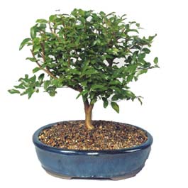  Diyarbakr gvenli kaliteli hzl iek  ithal bonsai saksi iegi  Diyarbakr online iek gnderme sipari 