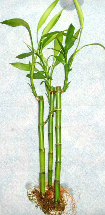Lucky Bamboo 3 adet vazo hediye edilir   Diyarbakr iek gnderme 