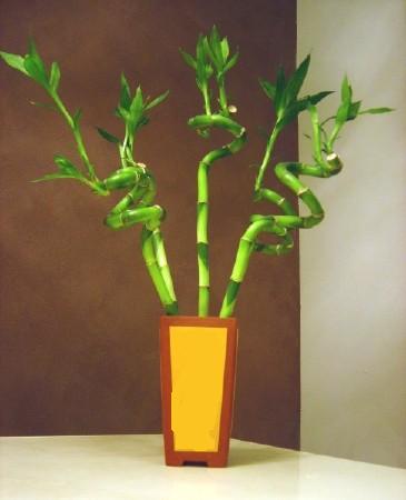 Lucky Bamboo 5 adet vazo ierisinde  Diyarbakr online ieki , iek siparii 