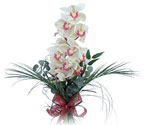  Diyarbakır yurtiçi ve yurtdışı çiçek siparişi  Dal orkide ithal iyi kalite