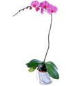  Diyarbakır çiçekçi telefonları  Orkide ithal kaliteli orkide 