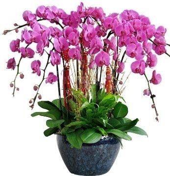9 dallı mor orkide  Diyarbakır çiçek , çiçekçi , çiçekçilik 