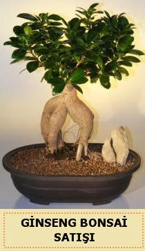 İthal Ginseng bonsai satışı japon ağacı  Diyarbakır yurtiçi ve yurtdışı çiçek siparişi 